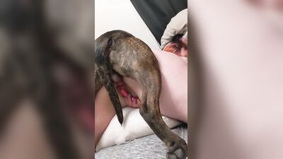 My girlfriend with broken pussy after dog fuck