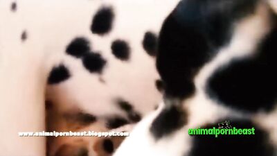 Lilp Has Fun With Dog dalmata compilation 1