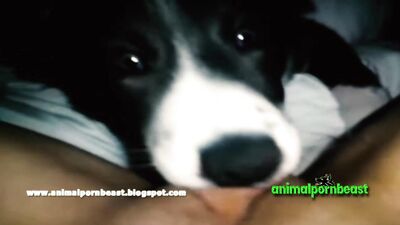 Lilp Has Fun With Dog dalmata compilation 2