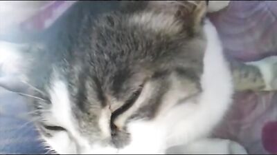 woman breastfeed cat