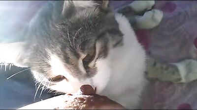 woman breastfeed cat