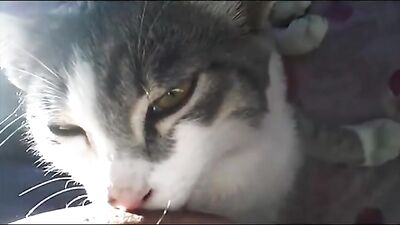 woman breastfeed cat