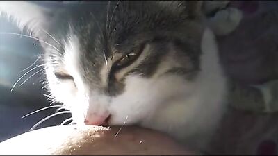 woman breastfeed cat
