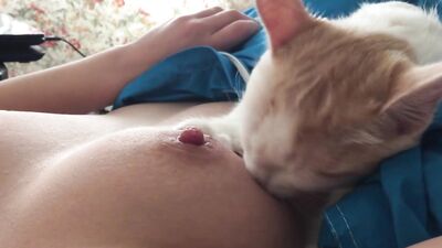 breastfeeding cat