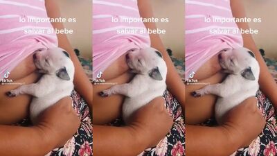 Mother breastfeeding a puppy 5