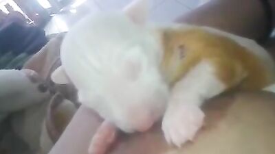 Mother breastfeeding a puppy 3