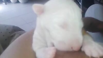 Mother breastfeeding a puppy 3