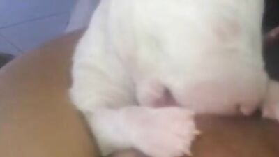 Mother breastfeeding a puppy 3