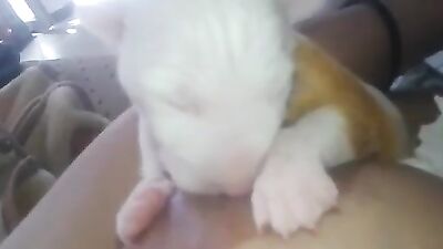 Mother breastfeeding a puppy 3