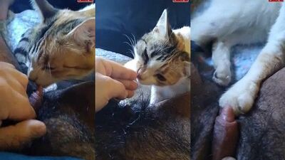 cat licks big clit