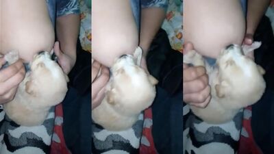 Mother breastfeeding a puppy 2