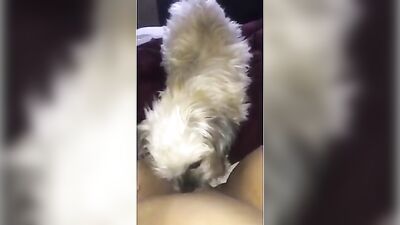 Dog liks my wet pussy