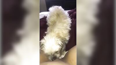 Dog liks my wet pussy
