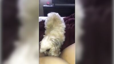 Dog liks my wet pussy