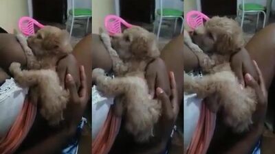 Mother breastfeeding a puppy