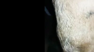 Amateur BRASIL Dog Fuck Compilation 2021 - PT 1
