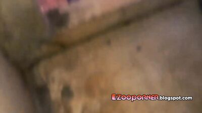 Amateur BRASIL Dog Fuck Compilation novinha PT3