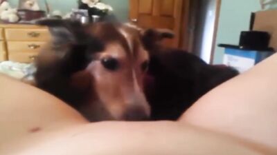 Dog licks my pussy