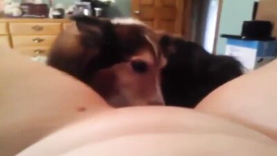Dog licks my pussy