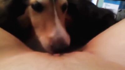 Dog licks my pussy