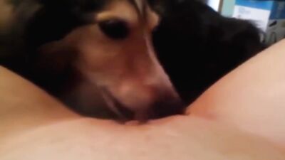 Dog licks my pussy