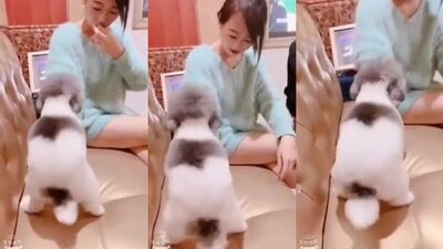 Tiny Chinese Pup Gets Owned by Naughty Saree Girl