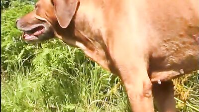 Pups Faggy Frenzy - Leashed Blowjob & Cream Pie!