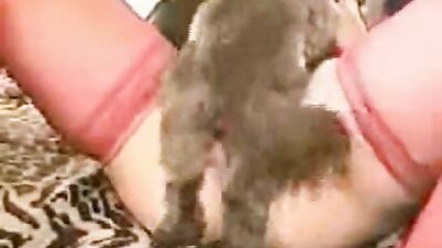 Small dog