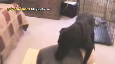 hotwife training mating with dog PT 2