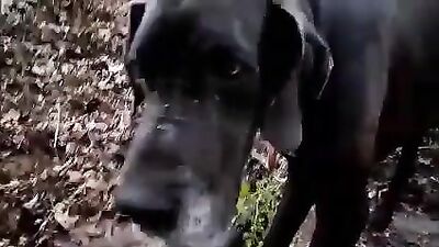 Blowjob in the woods