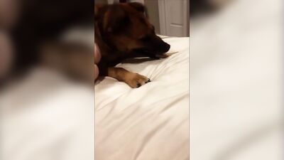 Pussy preparation to take the dogs cock