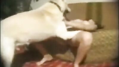 Cão Amarelo
