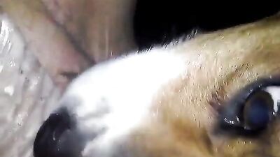 Woman quick squirt puppy lick