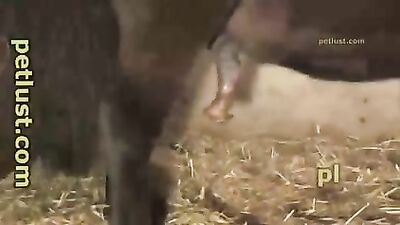 caballo pequeño gran polla
