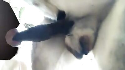 el chico gay mamando la verga al burro