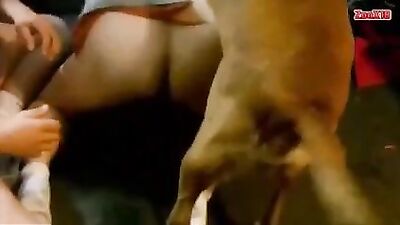 Dog Sandwich Gay
