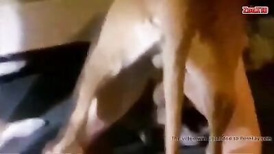 Dog Sandwich Gay
