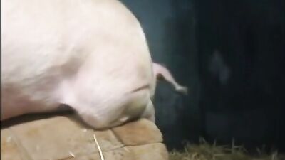 Nice and hot boar fucking
