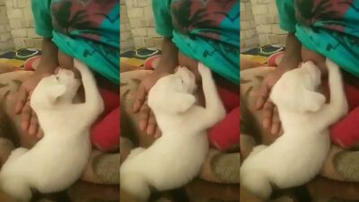 Woman Breastfeeding a Puppy 23