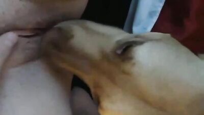 Boa lambida