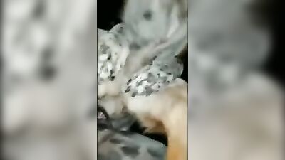 mating dog