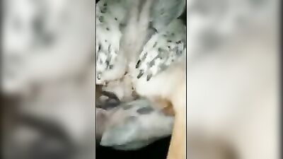mating dog