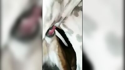 mating dog