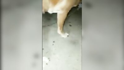 mating dog
