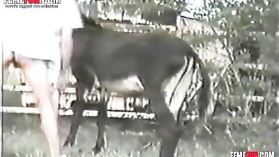guy getting roughly fucked by burro