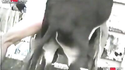 guy getting roughly fucked by burro