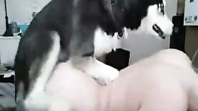 Husky