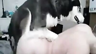 Husky