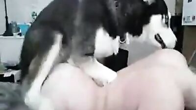 Husky