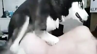 Husky